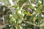 Olijven 8 Frankrijk Provence Languedoc olijfolie persen markt vakantie Middellandse zee.jpg