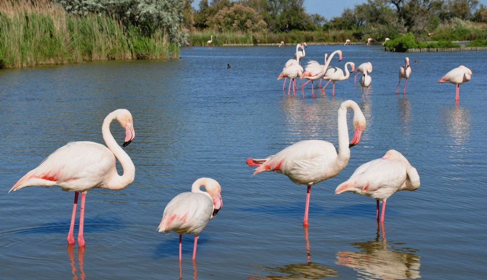 Vakantie Frankrijk 6 Camargue flamingo paarden natuurgebied wandelen zee.jpg