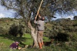 Olijven 10 Frankrijk Provence Languedoc olijfolie persen markt vakantie Middellandse zee.jpg