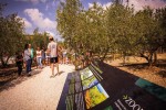 Olijven 6 Frankrijk Provence Languedoc olijfolie persen markt vakantie Middellandse zee.jpg