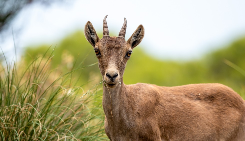 Vakantie Frankrijk 4 Pyreneen wild spotten natuur bergen wandelen klimmen.jpg