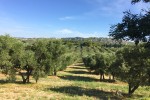 Olijven 3 Frankrijk Provence Languedoc olijfolie persen markt vakantie Middellandse zee.jpg