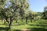 Olijven 7 Frankrijk Provence Languedoc olijfolie persen markt vakantie Middellandse zee.jpg