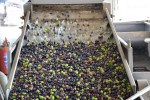 Olijven 11 Frankrijk Provence Languedoc olijfolie persen markt vakantie Middellandse zee.jpg